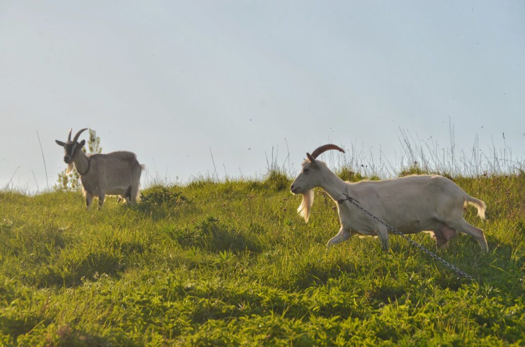 Two white goats in a field
